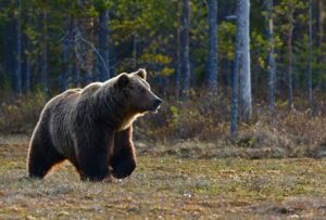 Zistite, ako sa chrániť pred útokom medveďa v lesoch. Článok poskytuje užitočné tipy pre bezpečný pobyt v prírode a predchádzanie nebezpečným situáciám