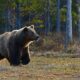 Zistite, ako sa chrániť pred útokom medveďa v lesoch. Článok poskytuje užitočné tipy pre bezpečný pobyt v prírode a predchádzanie nebezpečným situáciám